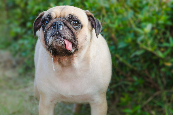 Dog Drooling — Is Your Dog’s Drooling Normal or Not?