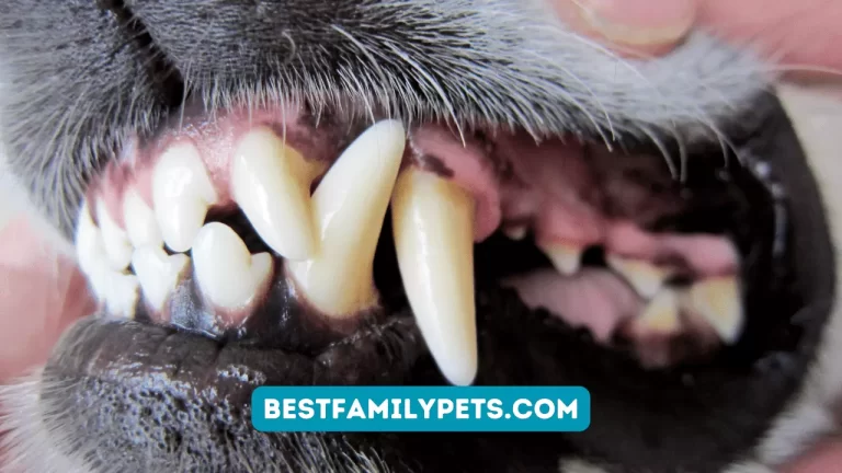 Senior Dog Teeth Issues