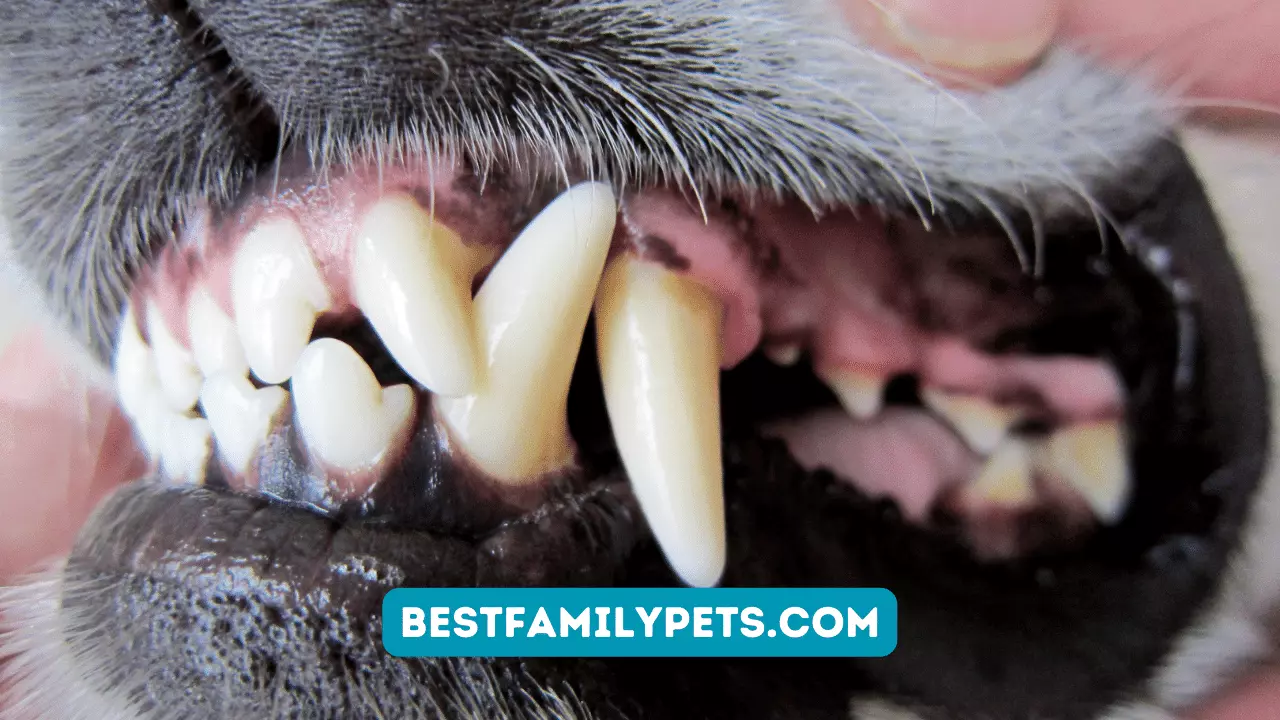 Senior Dog Teeth Issues and How to Prevent and Care For Them