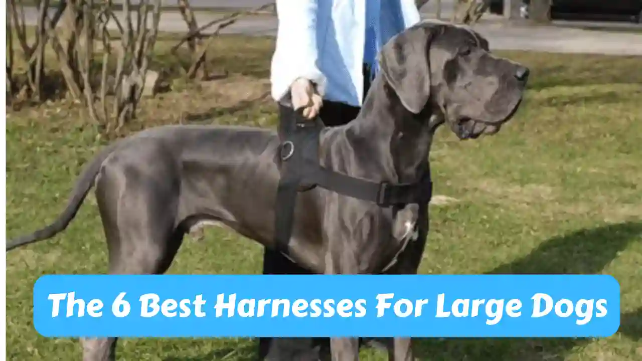 The 6 Best Harnesses for Large Dogs