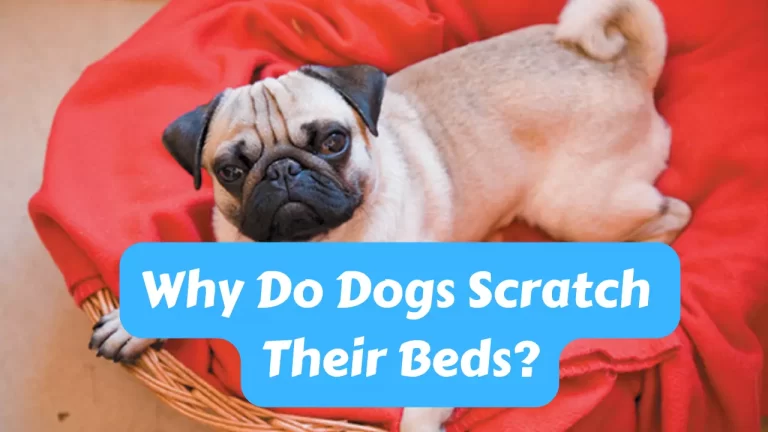 Why Do Dogs Scratch Their Beds