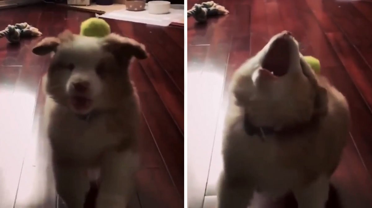 This Puppy Trying to Learn Fetch Is All of Us Just Trying Our Best [Video]