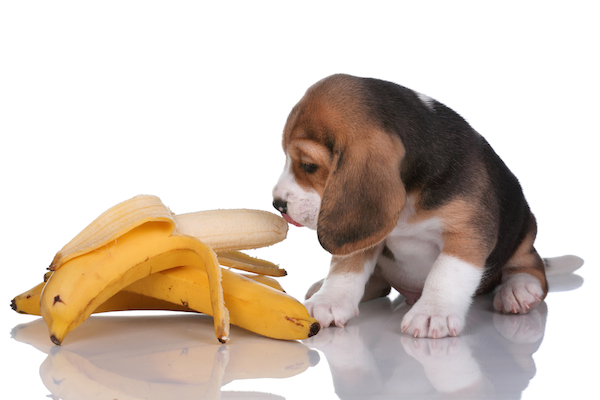 Can Dogs Eat Bananas? Let’s Talk About Bananas for Dogs