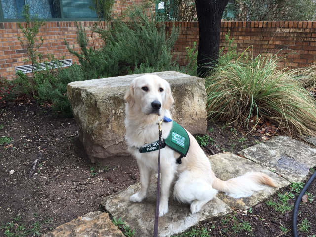 WATCH: Learn how to interact with a service dog with help from Dodson, a puppy-in-training
