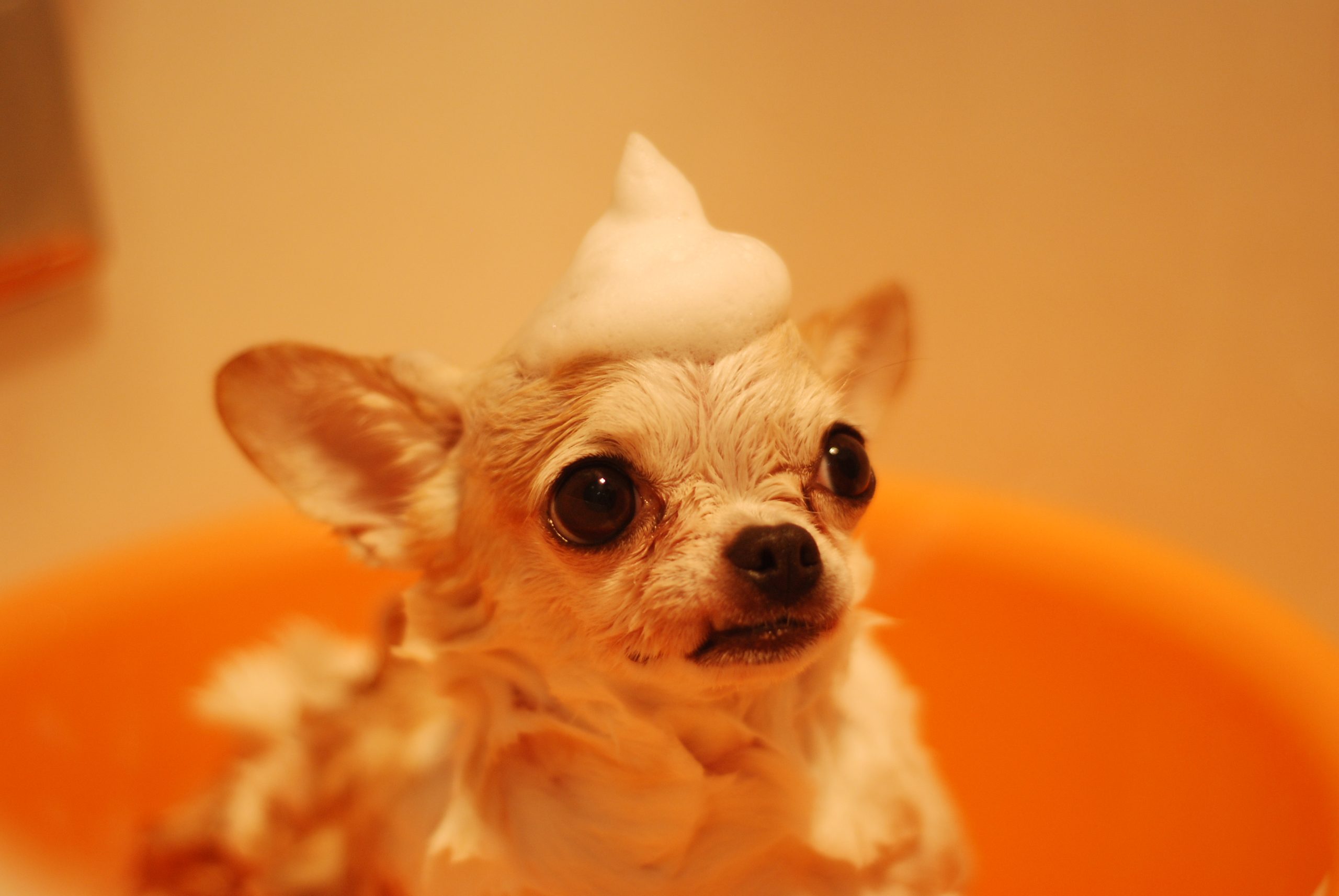 12 Best Dog Shampoos for Sensitive Skin