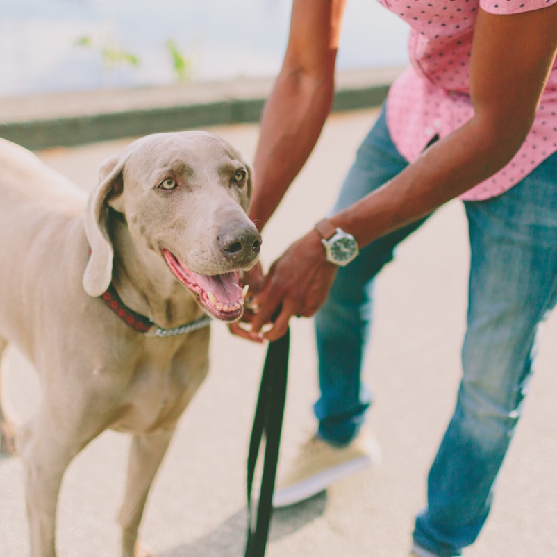 Thinking of Fostering a Service Dog? Here’s What It Takes