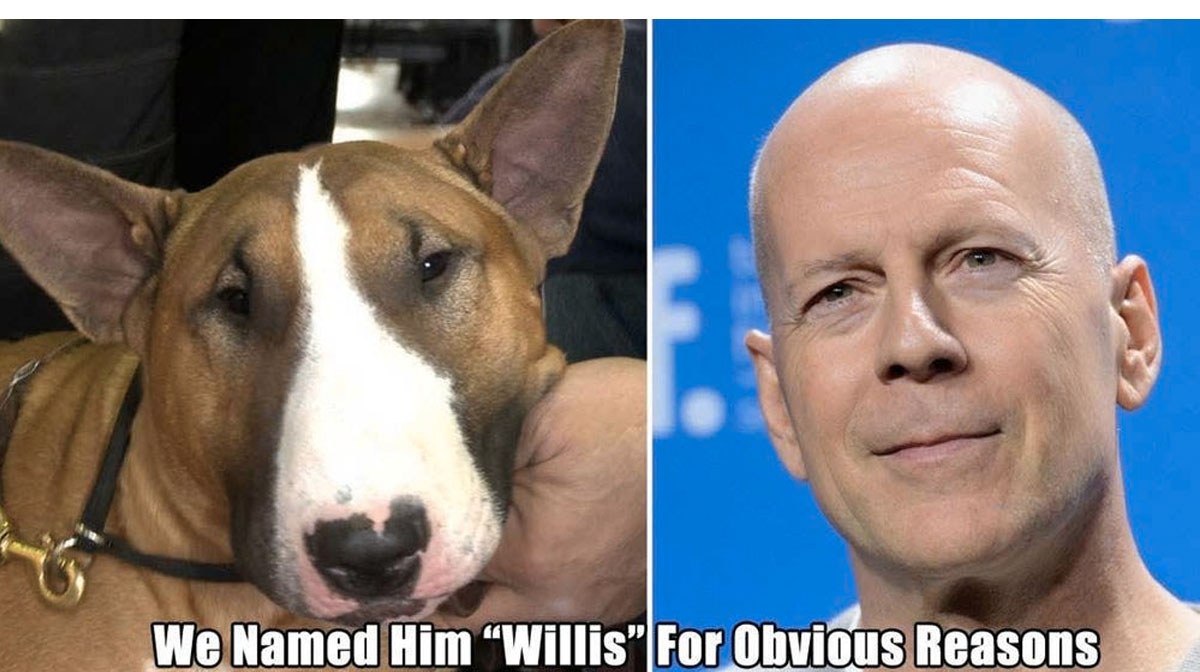 12 Dogs Named After Their Celebrity Lookalikes