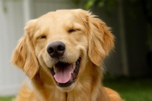 5 Secrets To Help Your Dog Live Longer.