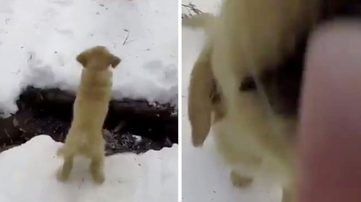 Golden Retriever Puppy Heroically Leaps ‘Raging River’ [Video]