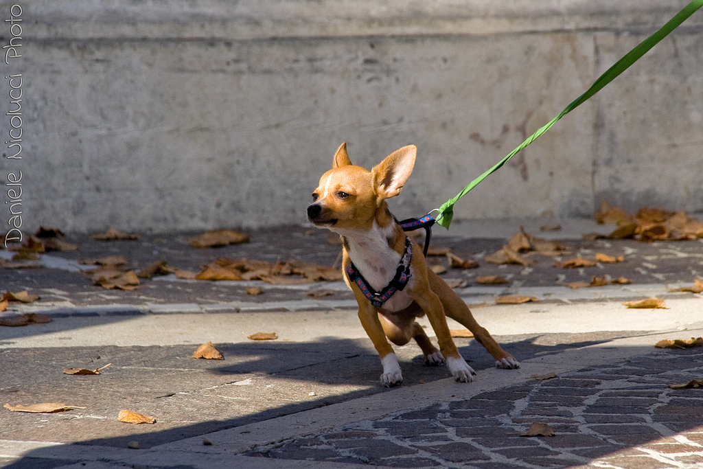 How to Improve Your Dog’s Leash Skills for Life