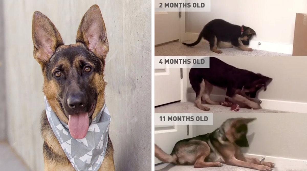 Mom Documents Puppy’s Favorite Obsession as She Grows in Sweet Video