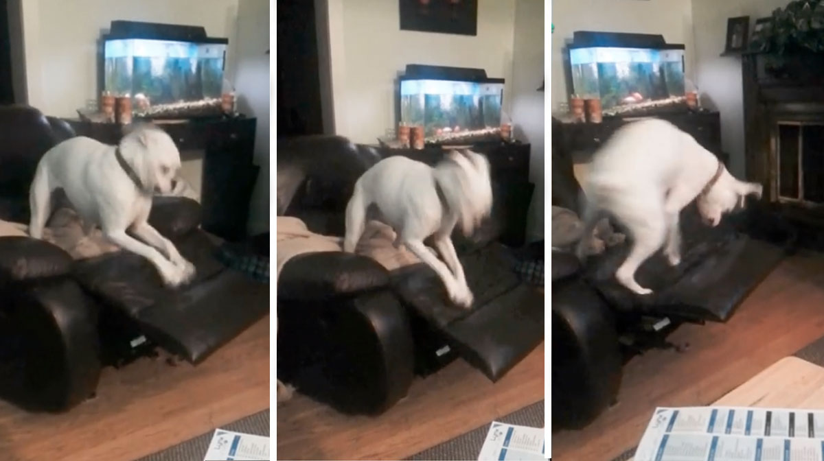 This Boxer Dog Is Going to Defeat the Chair Footrest No Matter What [Video]