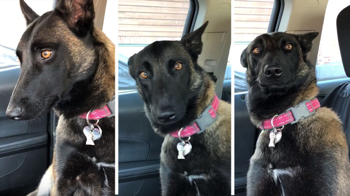 Dog’s Priceless Reaction to Getting a New Puppy Caught on Video