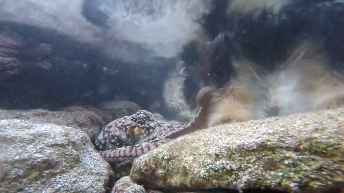 Octopus Pets Snorkeler’s Dog in Wild Encounter Caught on Video