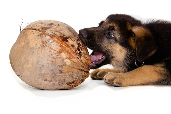 Coconut Oil for Dogs? 10 Reasons to Try It