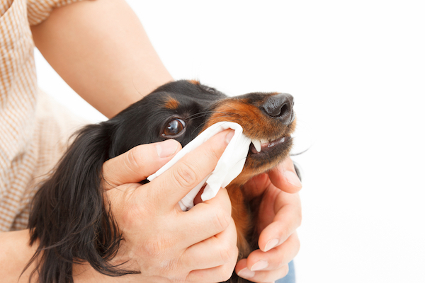 How Often to Brush a Dog’s Teeth and Other Tips on Brushing Your Dog’s Teeth