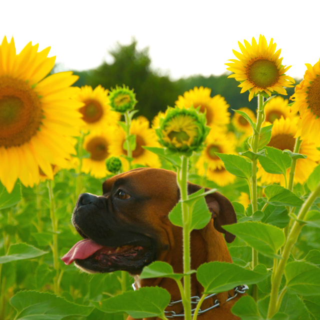 10 of the Safest Flowers for Dogs You Can Buy or Grow