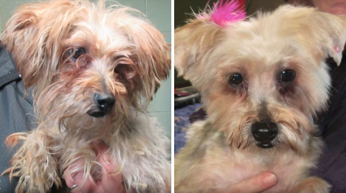 Comedian Gifts Local Dog Shelter with Surprise Makeovers for Every Dog [Video]
