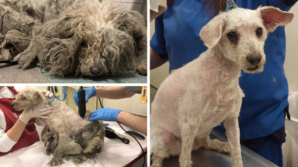 Amazing Transformation as Rescuers Remove 3 Pounds of Hair from Neglected Dog