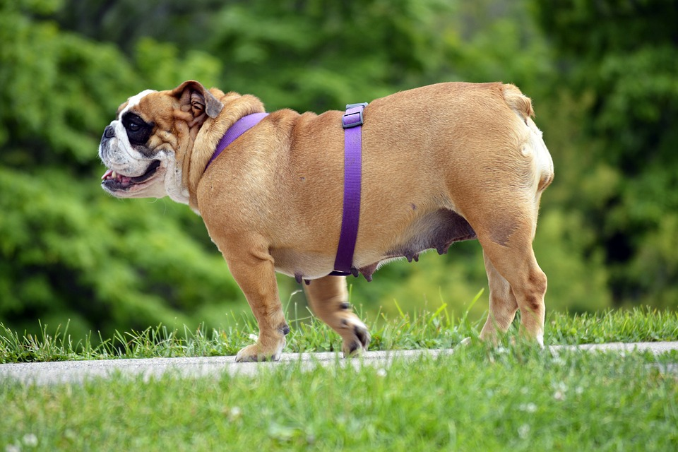 Here are Dog Breeds that Are Prone to Obesity