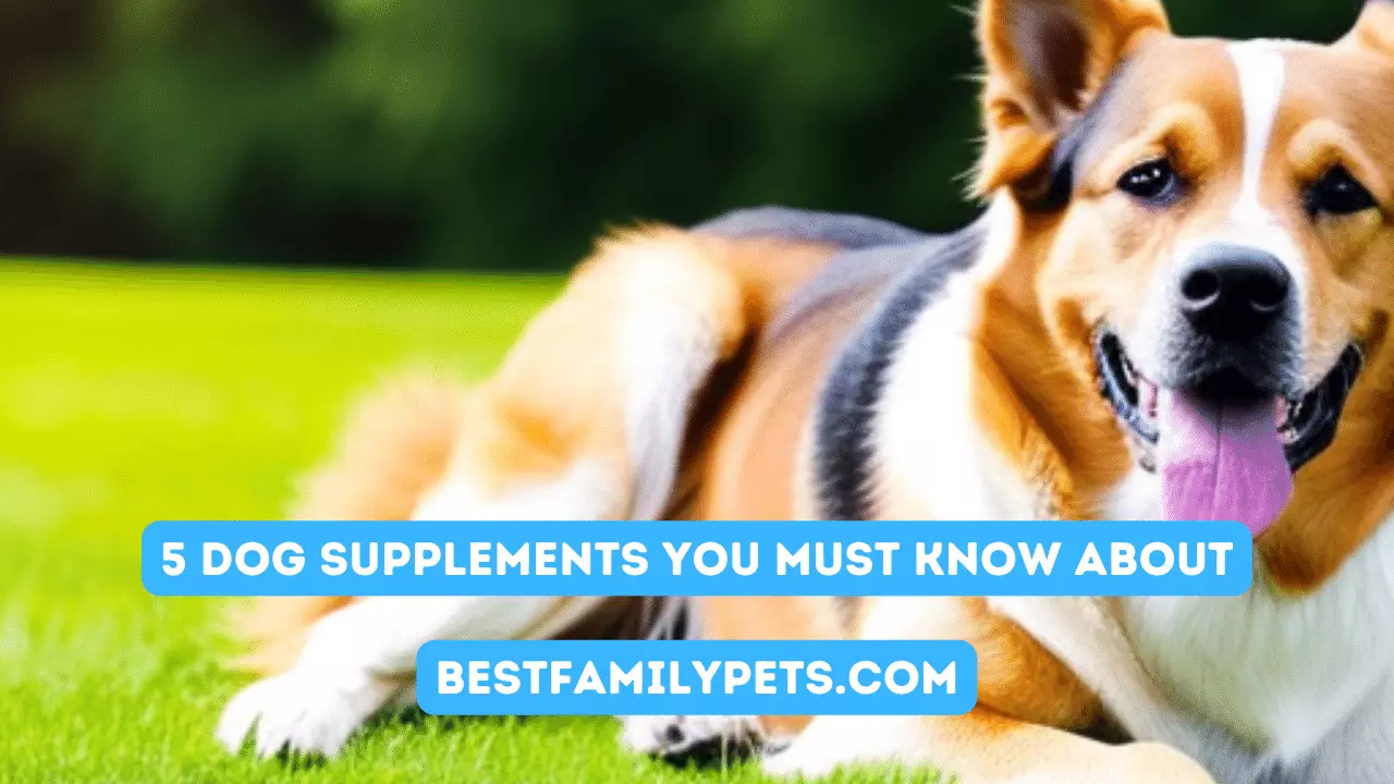 5 Dog Supplements You Must Know About