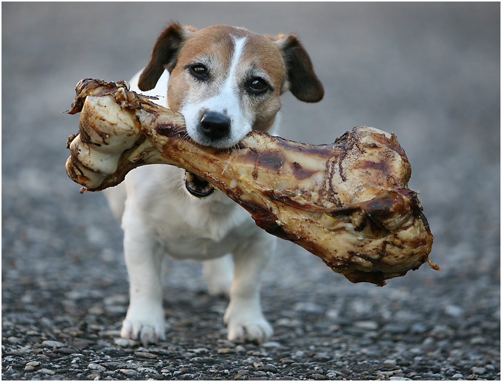 Here’s What People Get Wrong about Dogs and Bones
