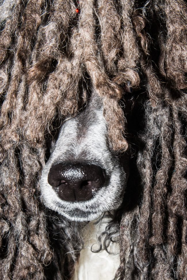 Mesmerizing New Photo Series Gets Up Close and Personal with Dogs
