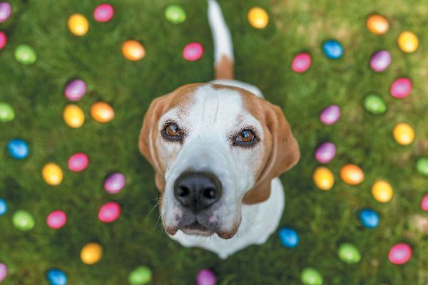 10 Reasons Dogs Hate Easter