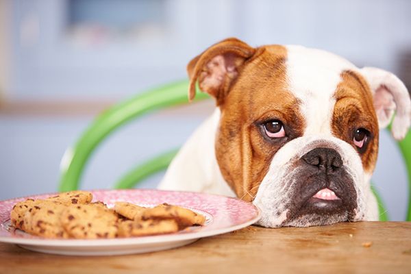 Xylitol and Dogs — Why This Common Sweetener is Toxic to Dogs