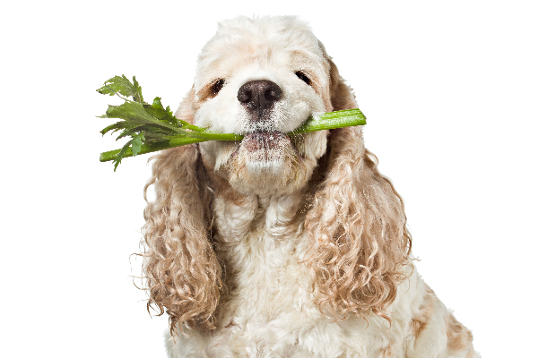 Can Dogs Eat Celery? Is Celery Good for Dogs?