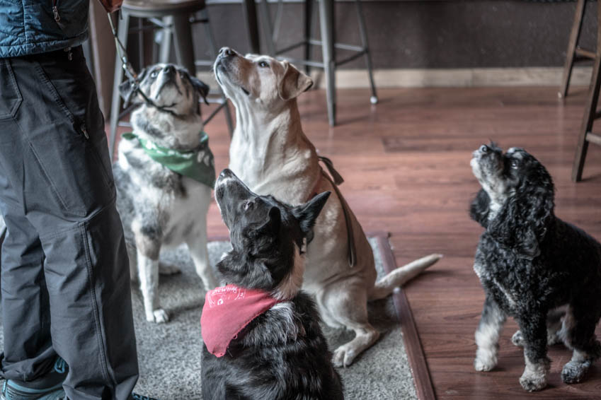 Which Seattle Eateries Allow Dogs Inside? A Guide To Make Your Pup Drool!