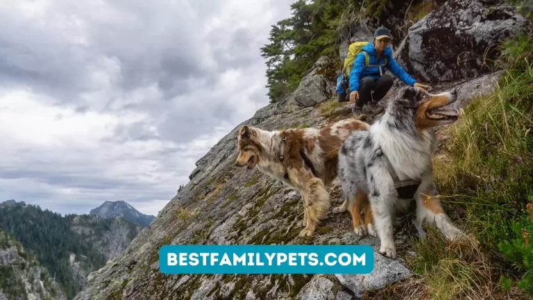 Hiking With Dogs