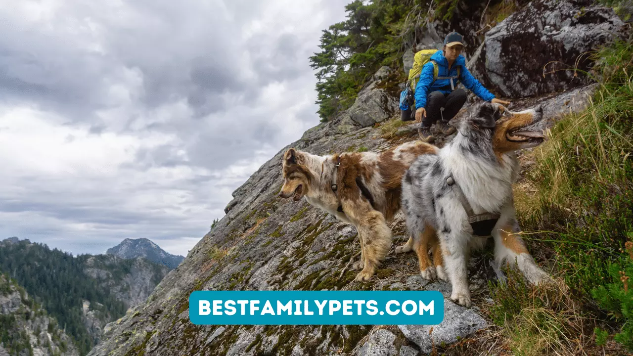 Hiking With Dogs – Tips for Bringing Your Pup on the Trail