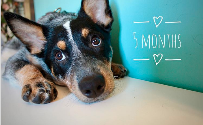 Your Puppy’s Emotional Development Month by Month
