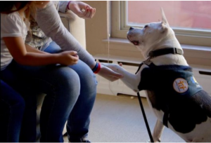 Pit Bull Terriers Make Good Therapy Dogs