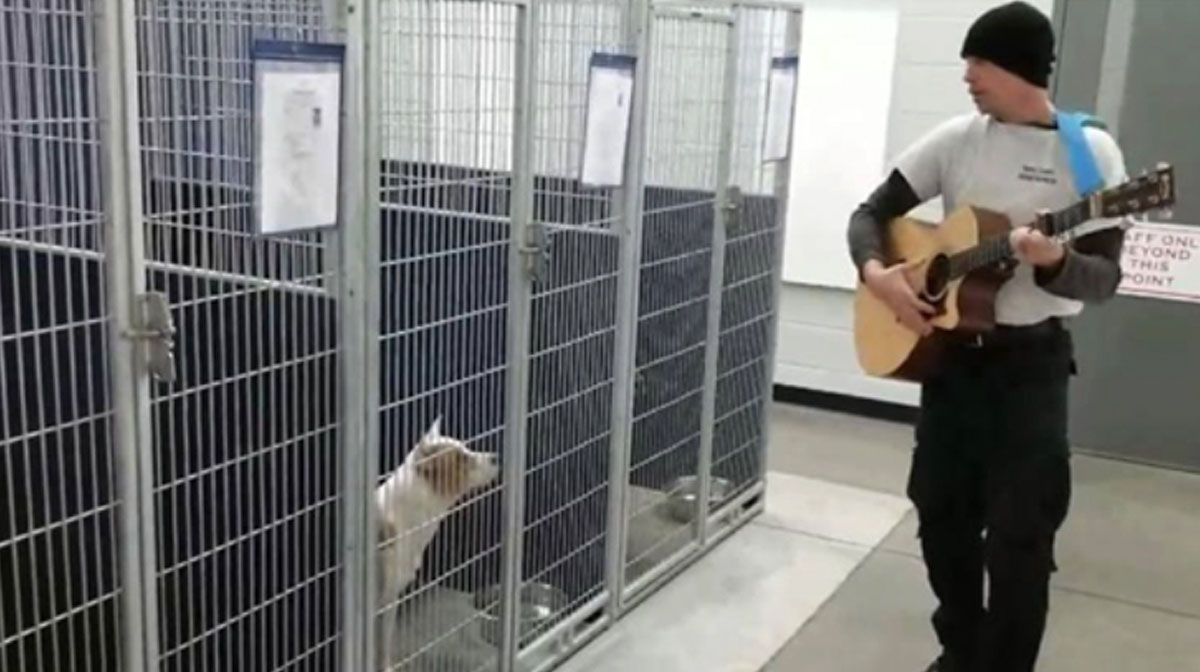 Animal Officer Serenades Shelter Dogs in Sweet Moment Caught on Video