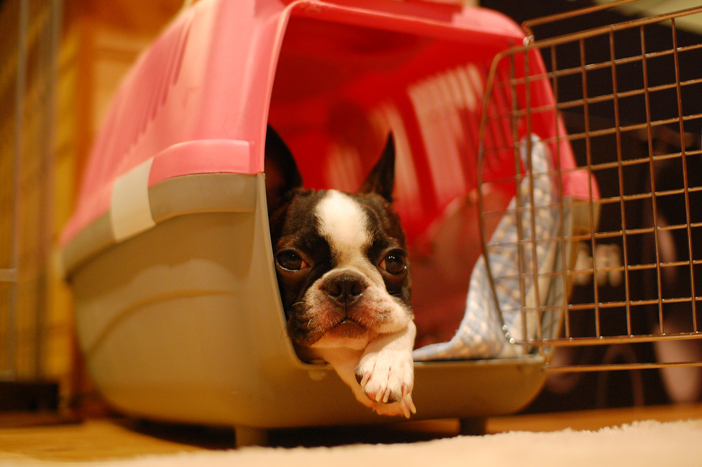 The Best Dog Crates for Puppies from the Car to the Living Room