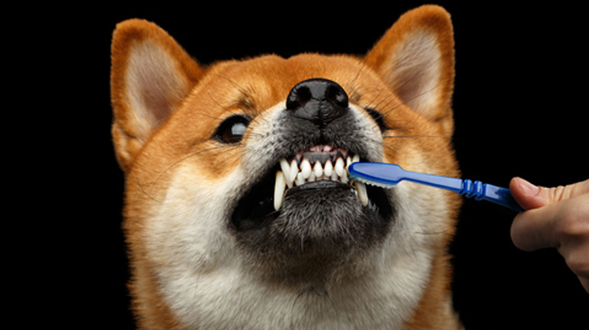 3 Clever Ways to Stop Canine Plaque and Bad Breath (and Help Extend Your Dog’s Life)