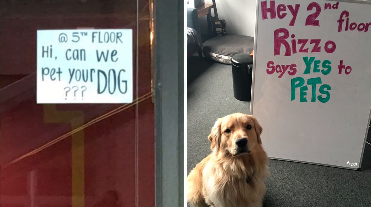 Neighbors Post Sign Asking to Pet Dog; Adorable Response Goes Viral