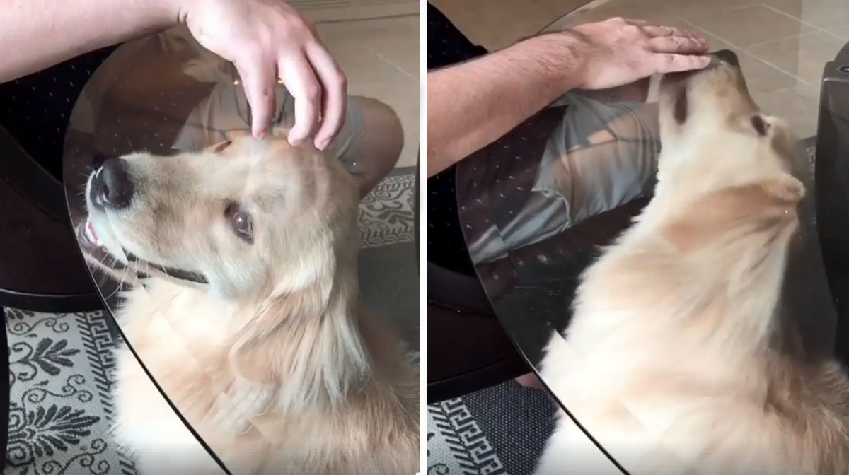 This Adorable Dog Is Proof That Blondes Really Do Have More Fun [Video]