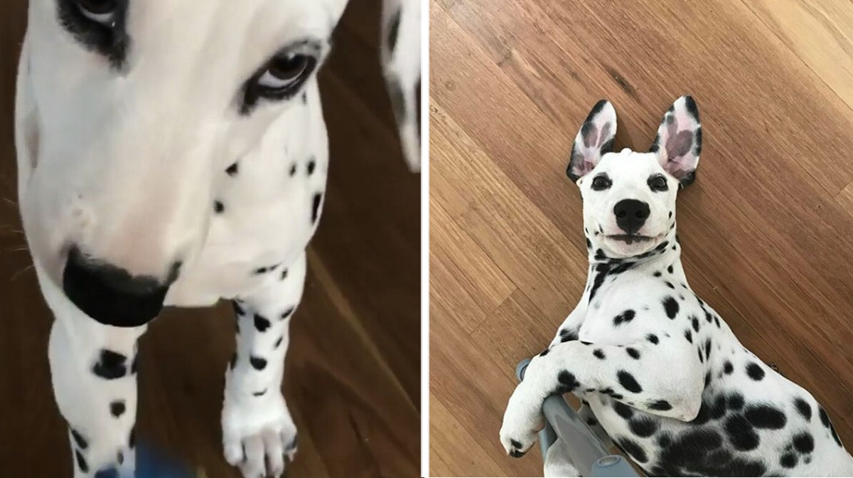 This Little Dalmatian Puppy is Adorably Up to No Good [Video]