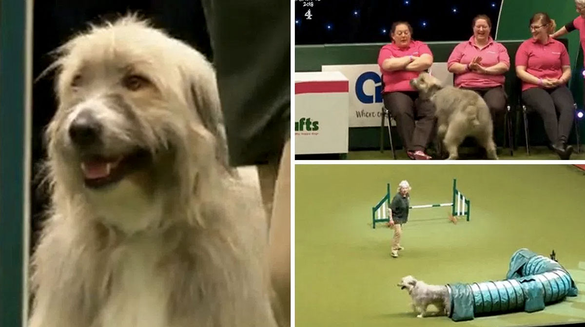 Fun-Loving Rescue Dog Freestyles Agility Competition in Hilarious Video