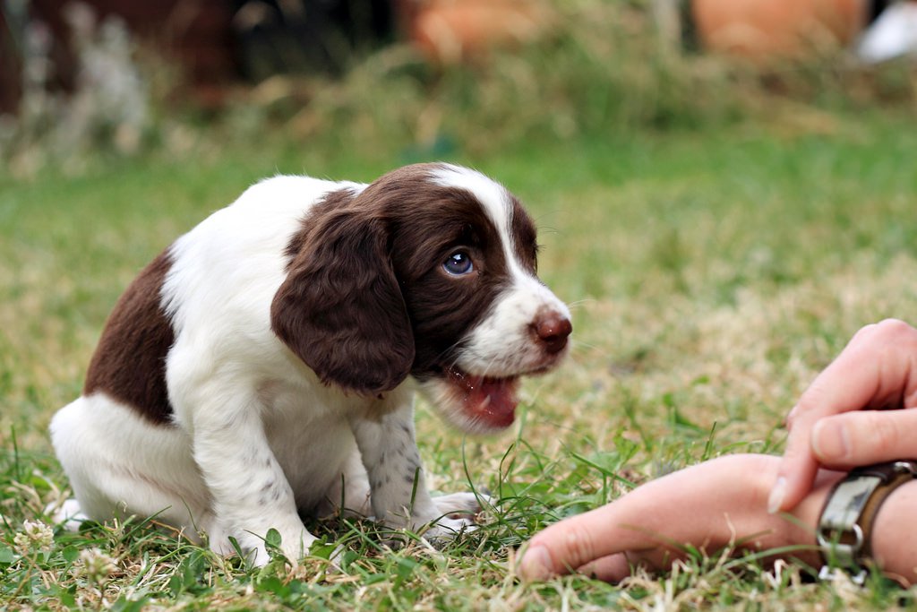 The Very Best Puppy Training Treats