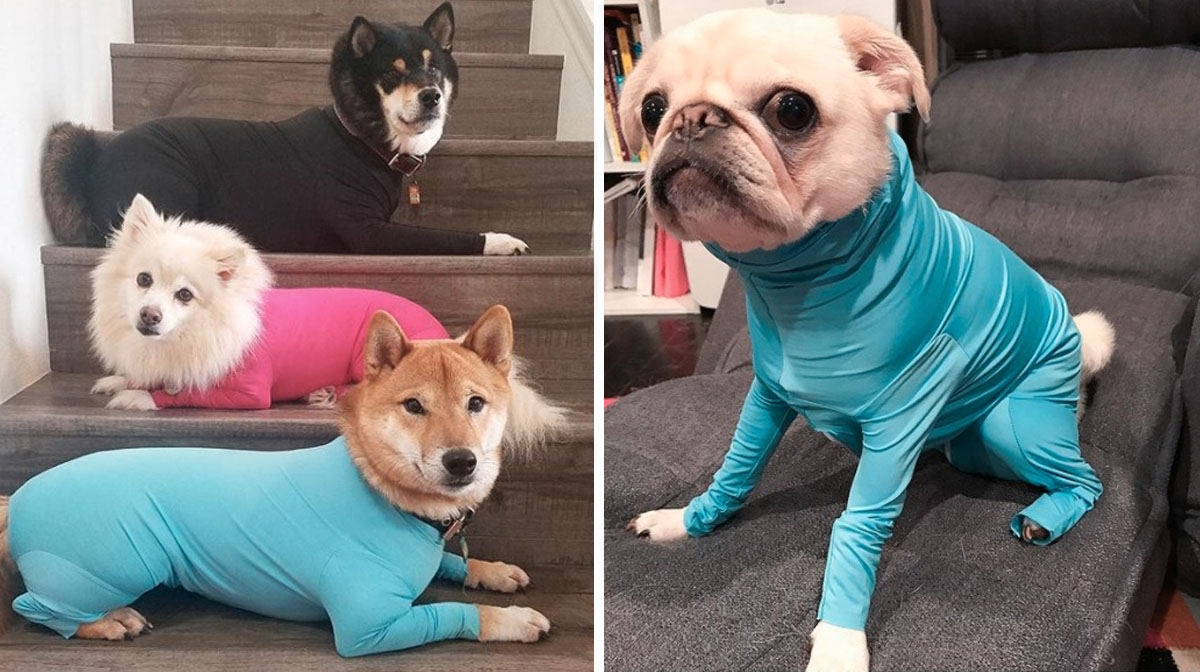 This Fabulous Dog Leotard Is Apparently What the World Needs Right Now