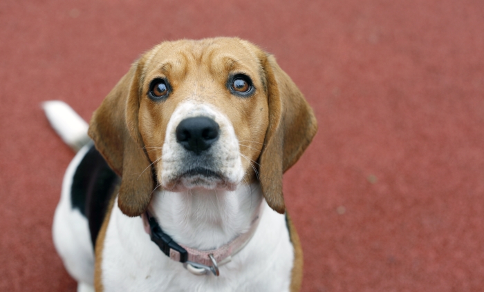 5 Dog Training Lessons I Learned The Hard Way