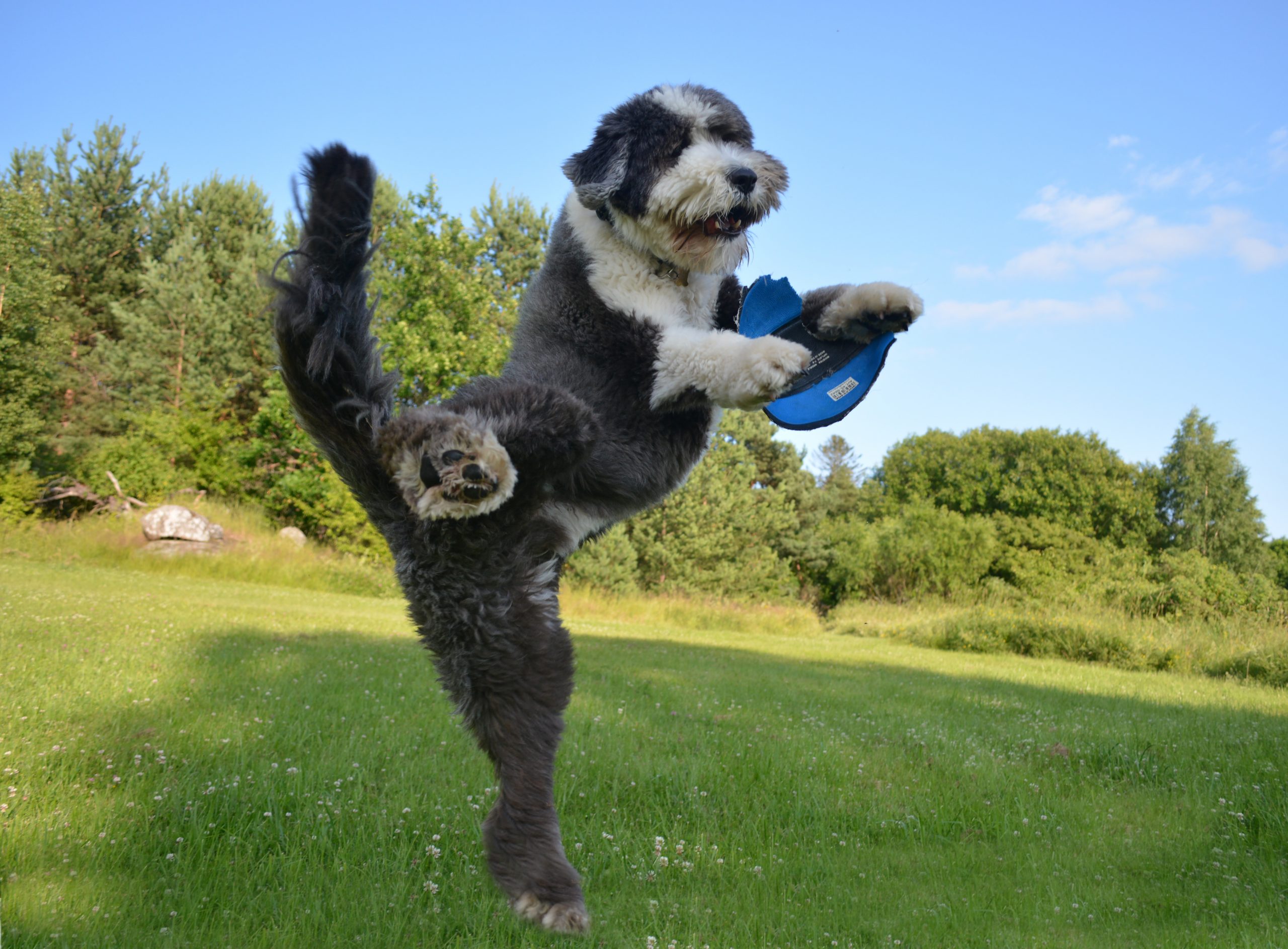 9 Excellent Frisbees to Really Burn off Your Dog’s Energy