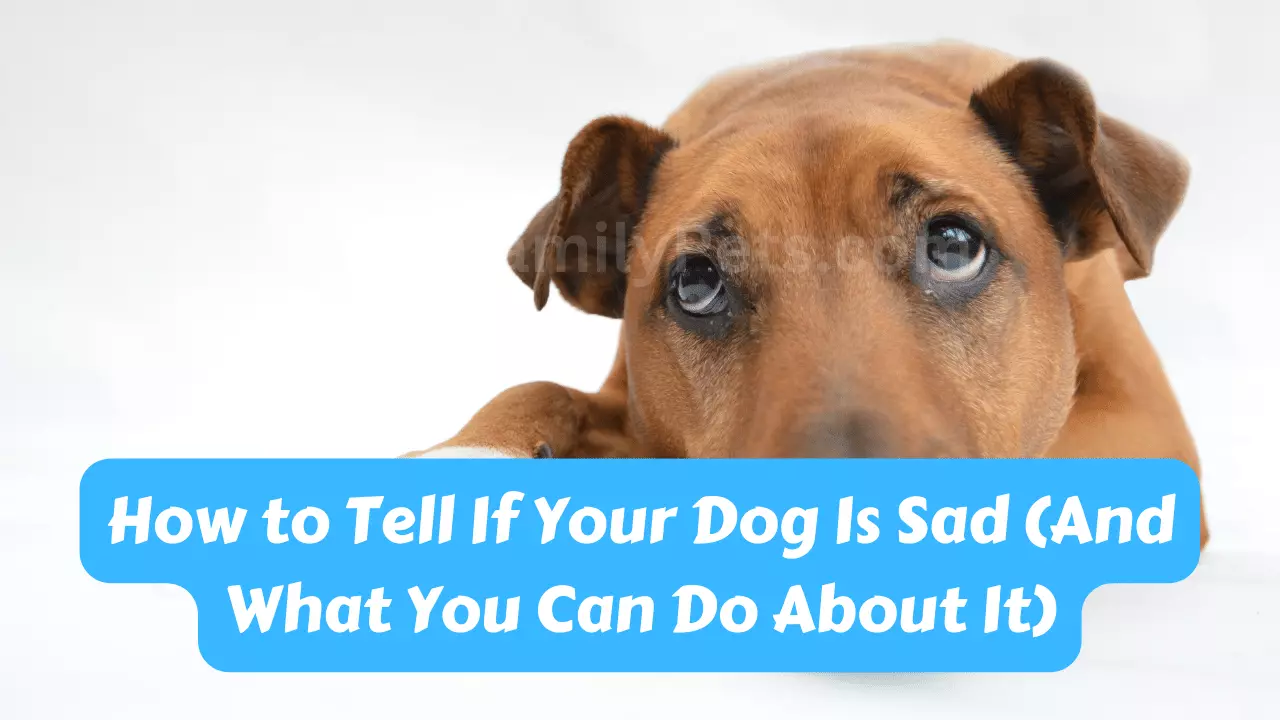 your dog is sad