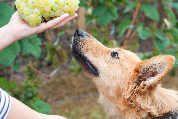 Can Dogs Eat Grapes? What to Know About Grapes and Dogs
