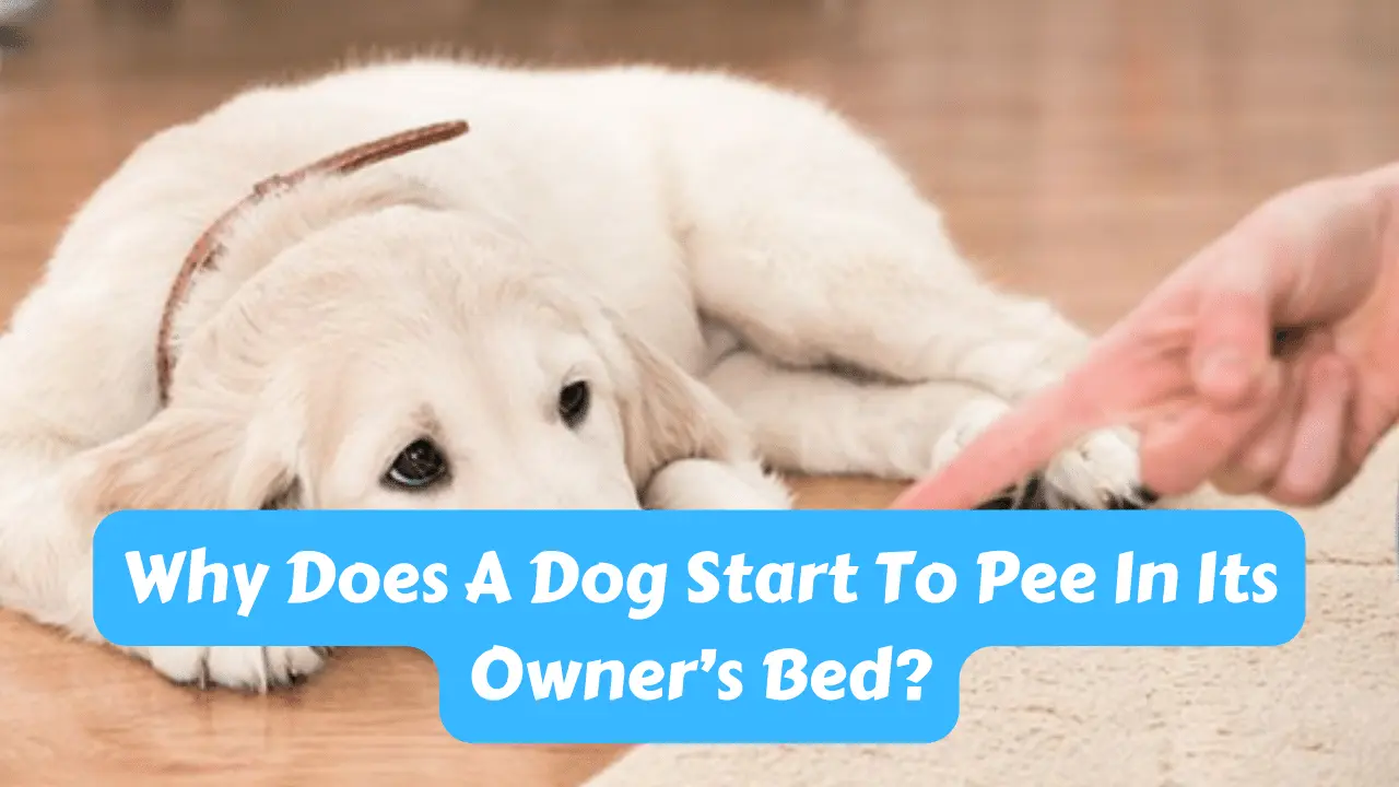 Why Does A Dog Start To Pee In Its Owner’s Bed?