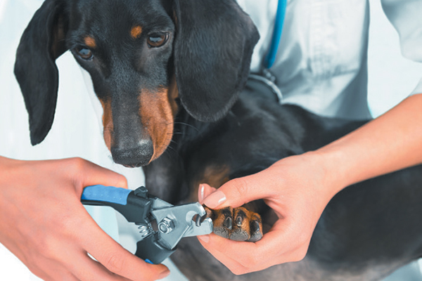 How to Trim Dog Nails — Safely